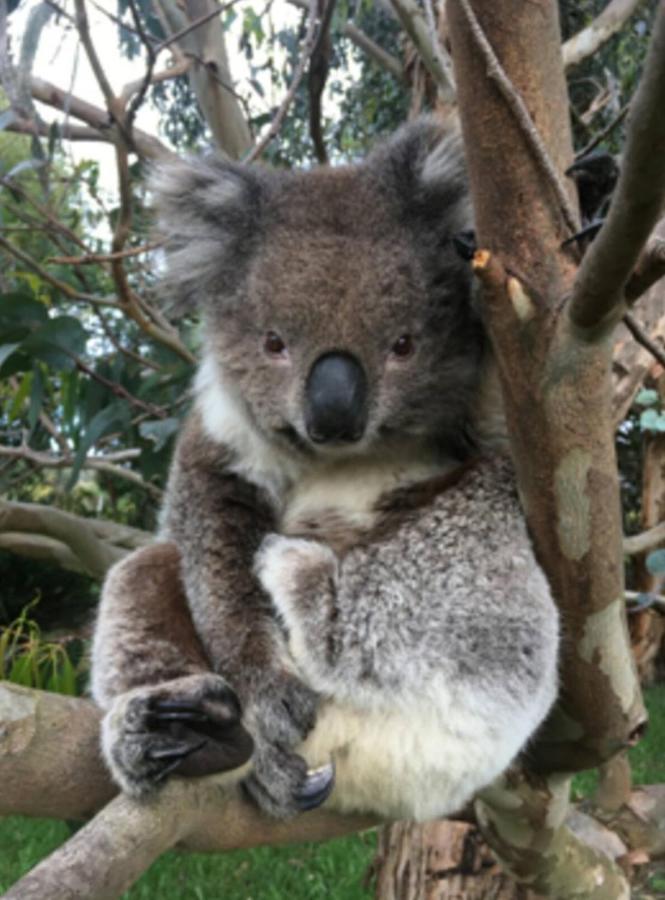 Great Ocean Road Wellness And Nature Stay Apollo Bay Esterno foto