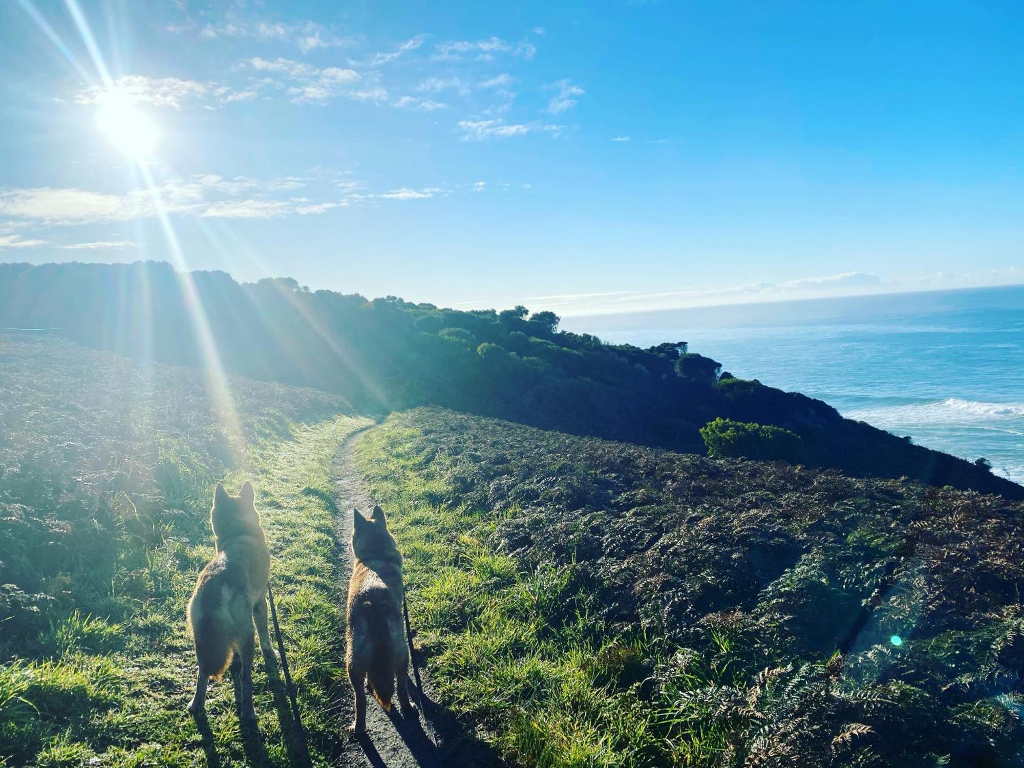 Great Ocean Road Wellness And Nature Stay Apollo Bay Esterno foto