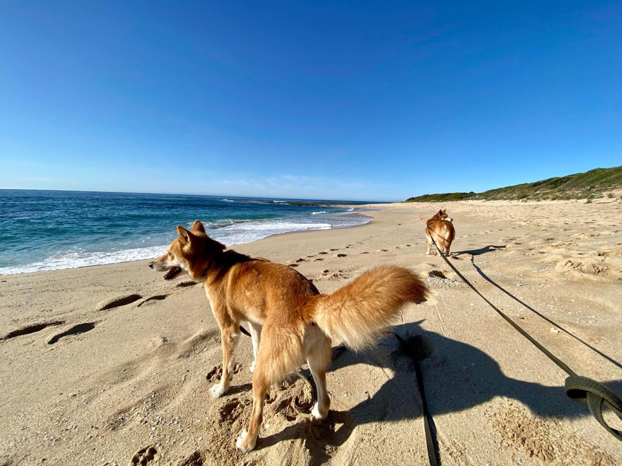 Great Ocean Road Wellness And Nature Stay Apollo Bay Esterno foto