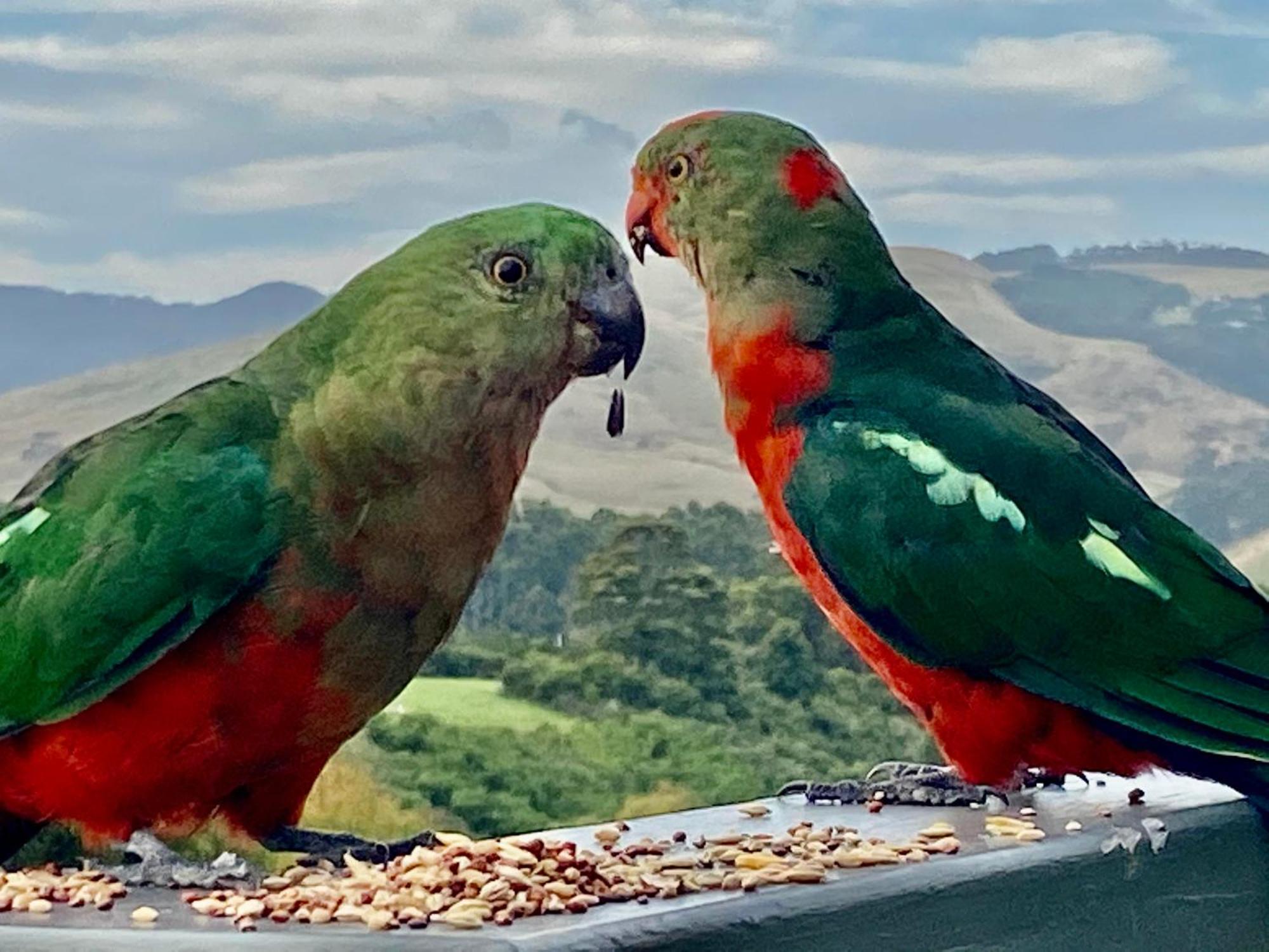 Great Ocean Road Wellness And Nature Stay Apollo Bay Esterno foto