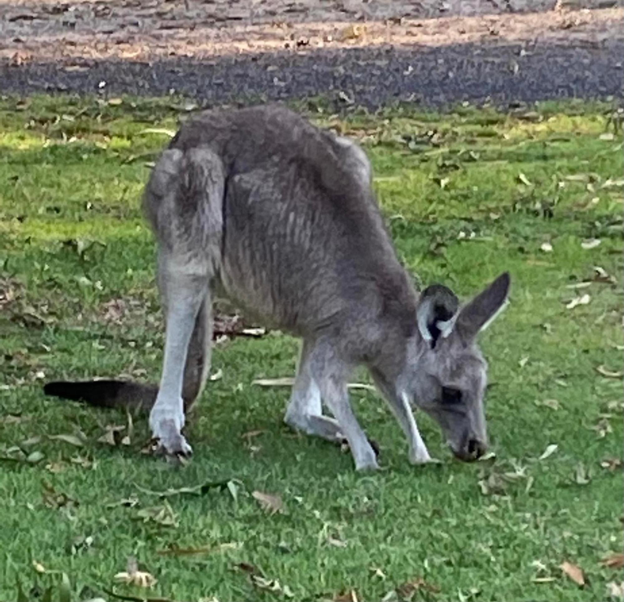 Great Ocean Road Wellness And Nature Stay Apollo Bay Esterno foto