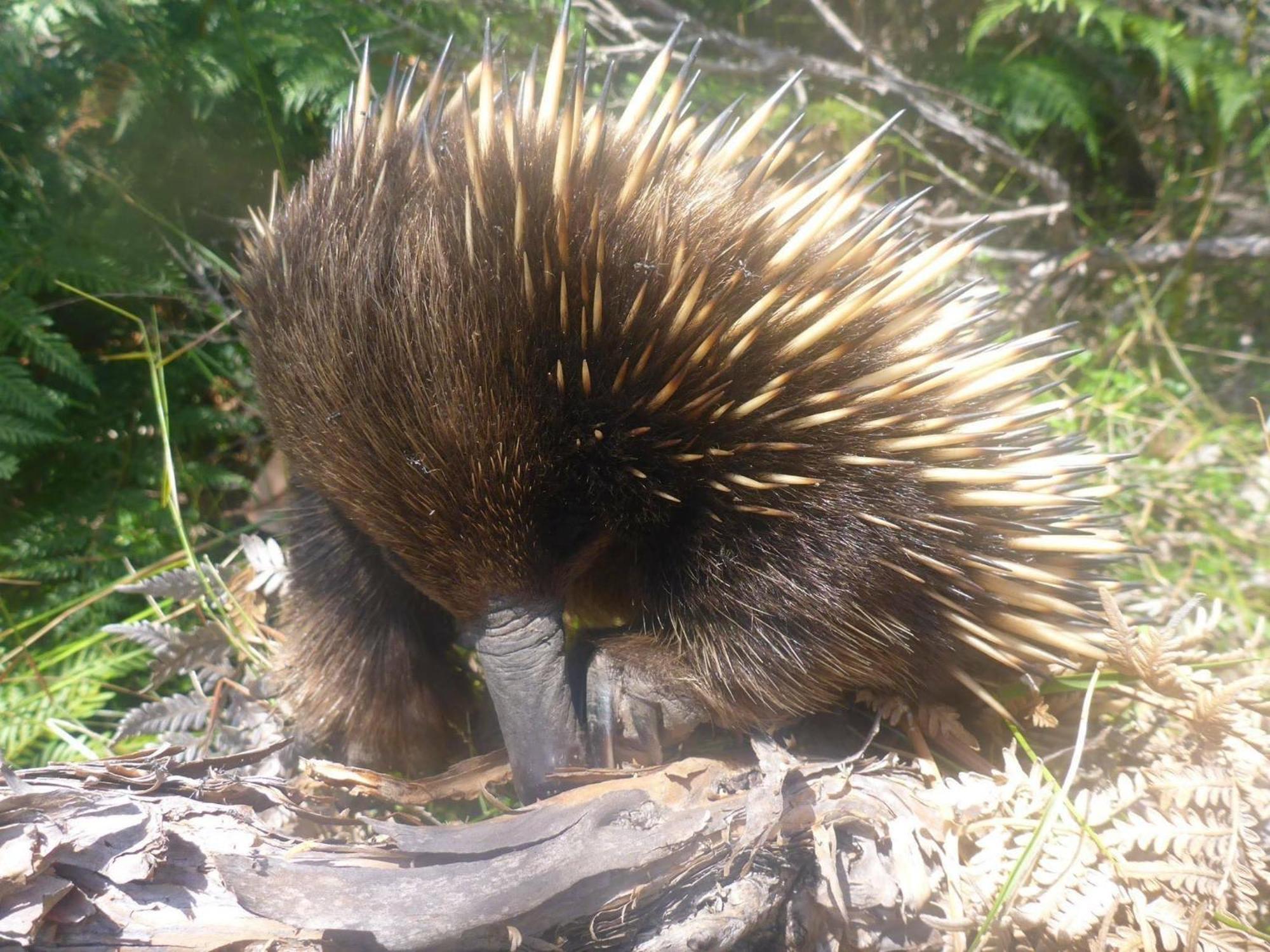 Great Ocean Road Wellness And Nature Stay Apollo Bay Esterno foto